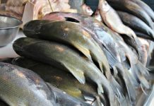 Distribuição de peixes em municípios mantém a tradição para milhares de alagoanos
