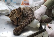 Fiscalização resgata uma jaguatirica, o maior felino encontrado em Alagoas