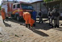 VÍDEO: Jacaré é capturado em via pública em Palmeira dos Índios