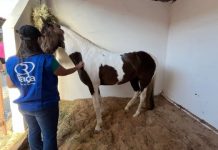 72ª Expoagro Alagoas abre vendas de mangalarga marchador no Shopping de Animais