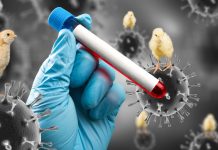 Gripe aviária: Pasta da Agricultura confirma suspensão de importação de frango de SC pelo Japão