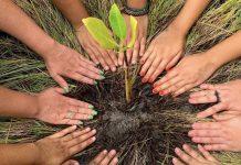 Mais de 8 mil mudas de árvores nativas e frutíferas foram plantadas