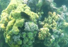 Pesquisa da Ufal monitora branqueamento dos corais na costa alagoana