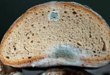 Alimentos com bolor são perigosos mesmo se removermos o fungo?
