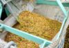 Produção de arroz no Baixo São Francisco alagoano cresce 41% em três anos