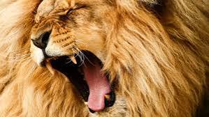 LEAO