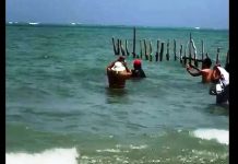 Banhista é flagrado subindo em peixe-boi no litoral norte