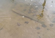 Peixes e crustáceos são encontrados mortos às margens de lagoa em Marechal