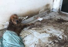 Cães abandonados em casa desocupada no Poço são resgatados por ONG