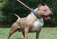 Mulher fica ferida após ser atacada por cachorro Pitbull em Arapiraca