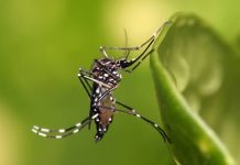 ‘Alagoas pode ter surto de dengue’