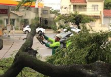 Prefeitura de Maceió realiza operação para recolhimento de árvores