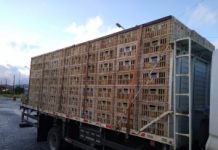 Carga de frango sem certificação sanitária e nota fiscal é apreendida em Maceió