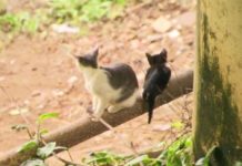 Braskem e Ufal promovem vacinação de gatos no bairro do Pinheiro