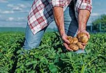 Valor da produção agrícola alcança recorde de R$ 2,4 bilhões no ano de 2020 em Alagoas