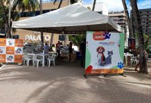 Cães e gatos: 17 animais serão oferecidos na Feira de Adoção, em Ponta Verde