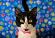 Cães e gatos estarão disponíveis para adoção, na orla, neste domingo (24)
