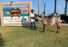 Exposições regionais do gado leiteiro têm início na 72ª Expoagro Alagoas