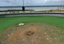 Muda de Ipê recém plantada no novo Mirante da Santa Amélia é furtada por populares