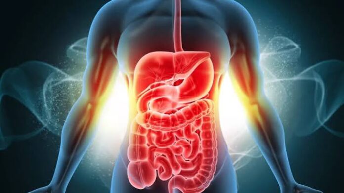 INTESTINO 2