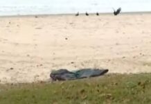 Corpo de homem é encontrado na faixa de areia da Praia da Avenida
